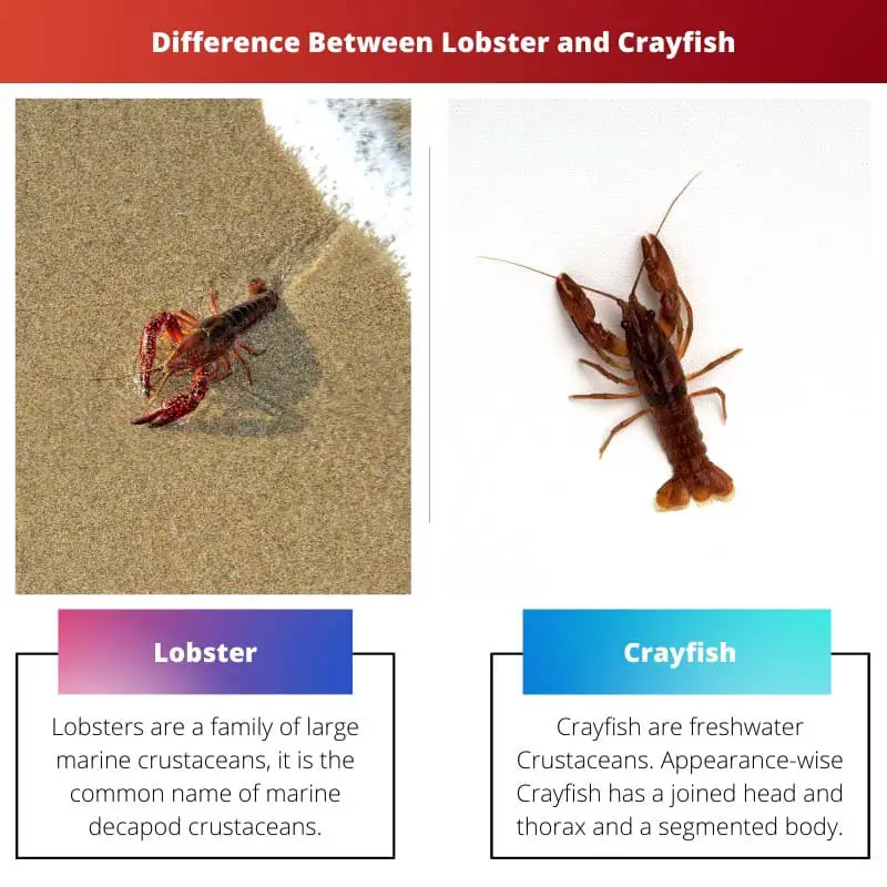 Diferencia entre langosta y cangrejo de río