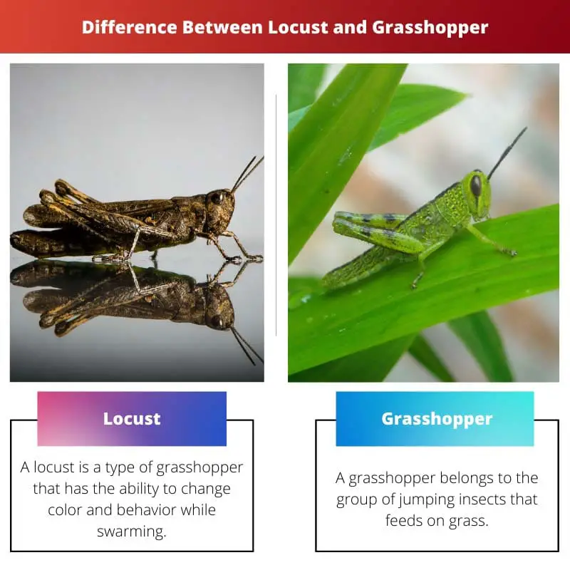 Difference Between Locust and Grasshopper