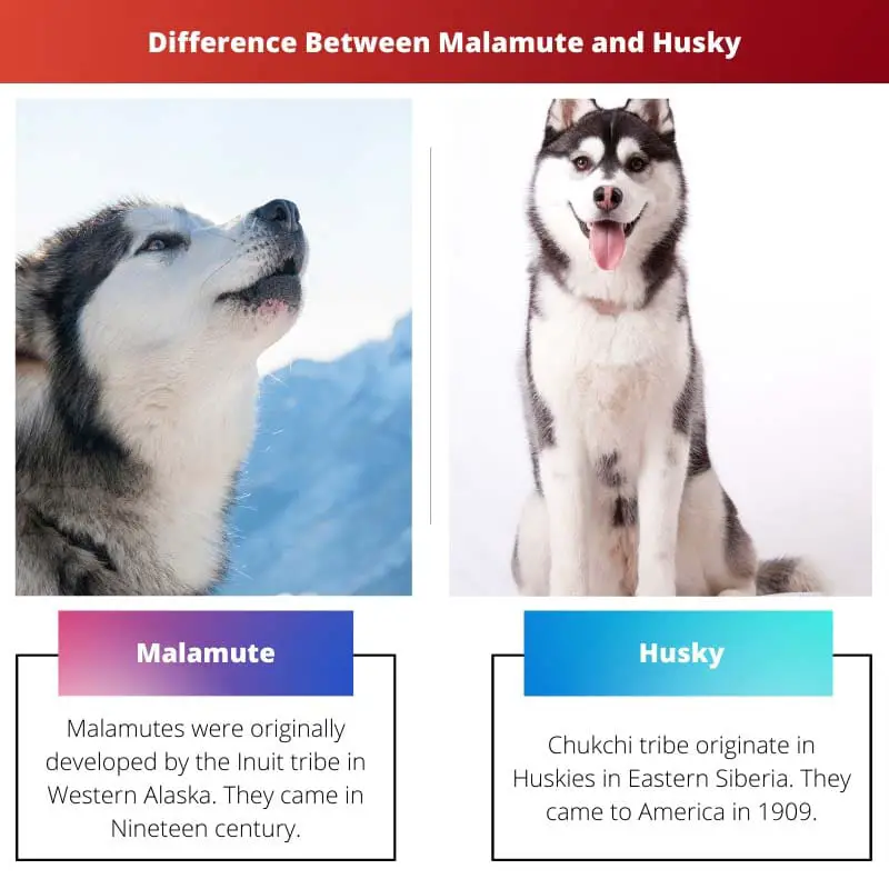 Verschil tussen malamute en husky