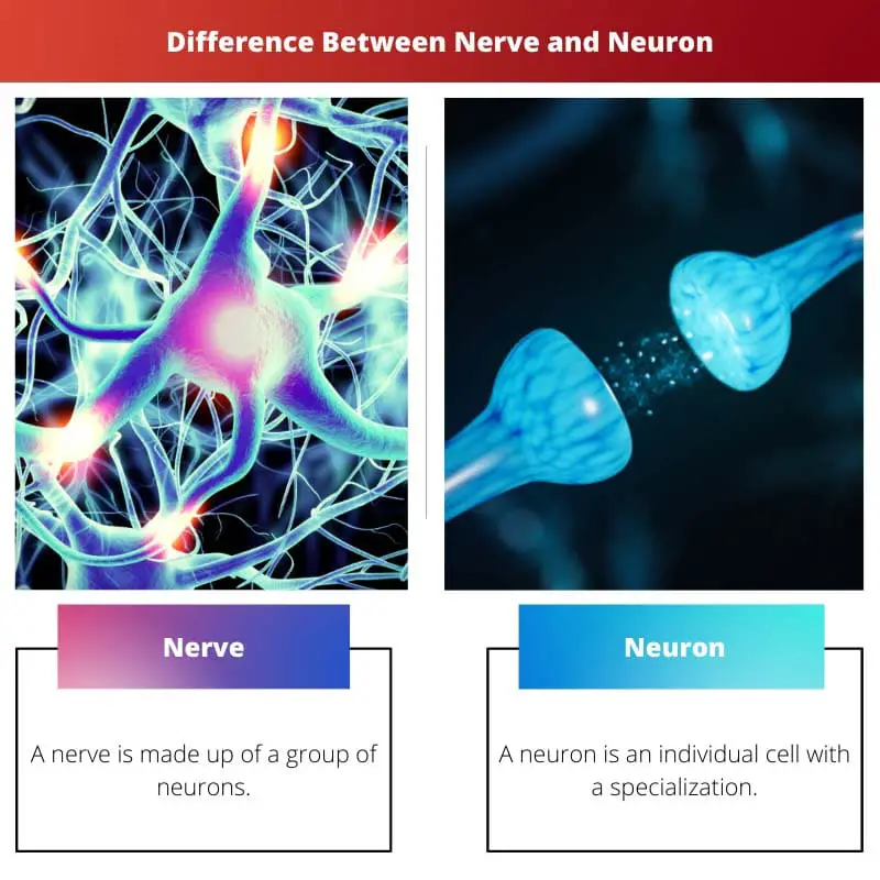 Différence entre nerf et neurone
