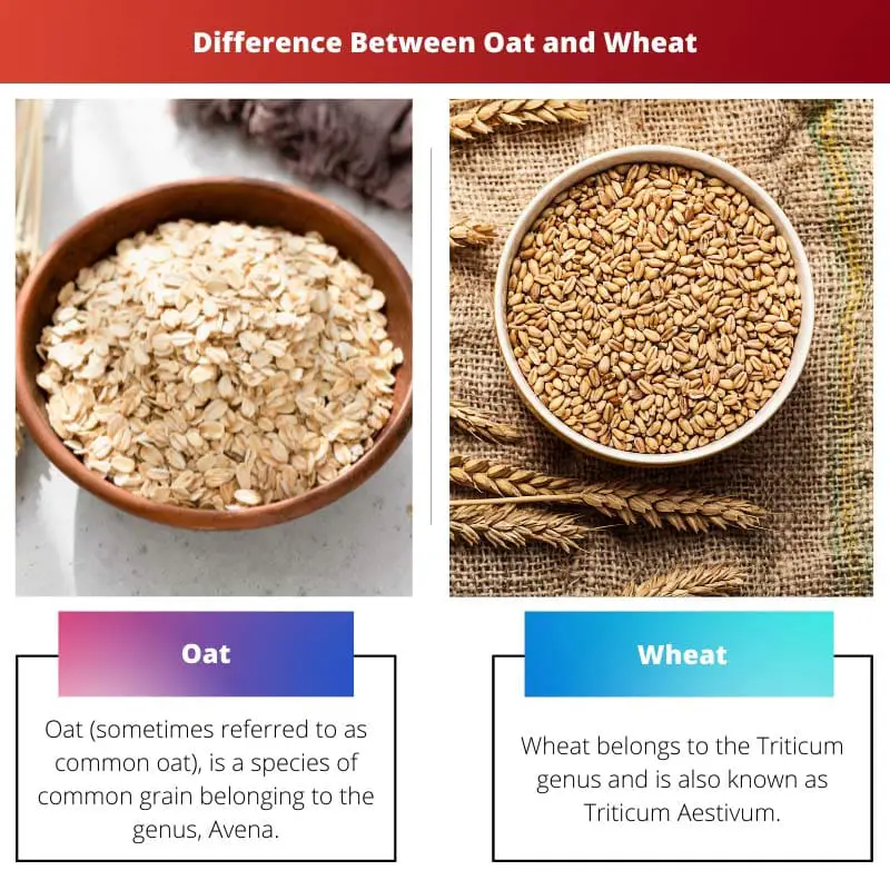 Diferencia entre avena y trigo