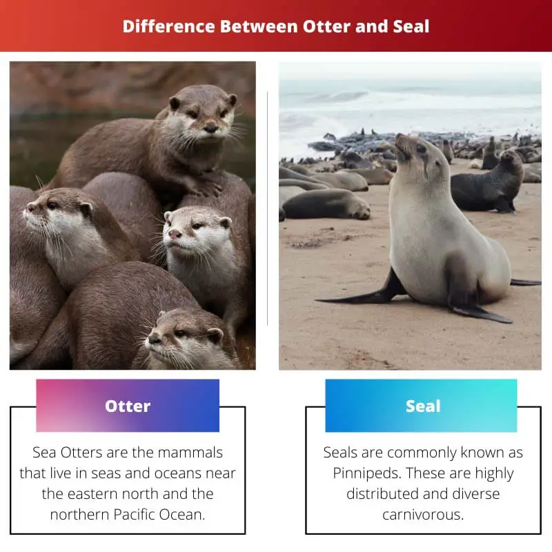 Difference Between Otter and Seal