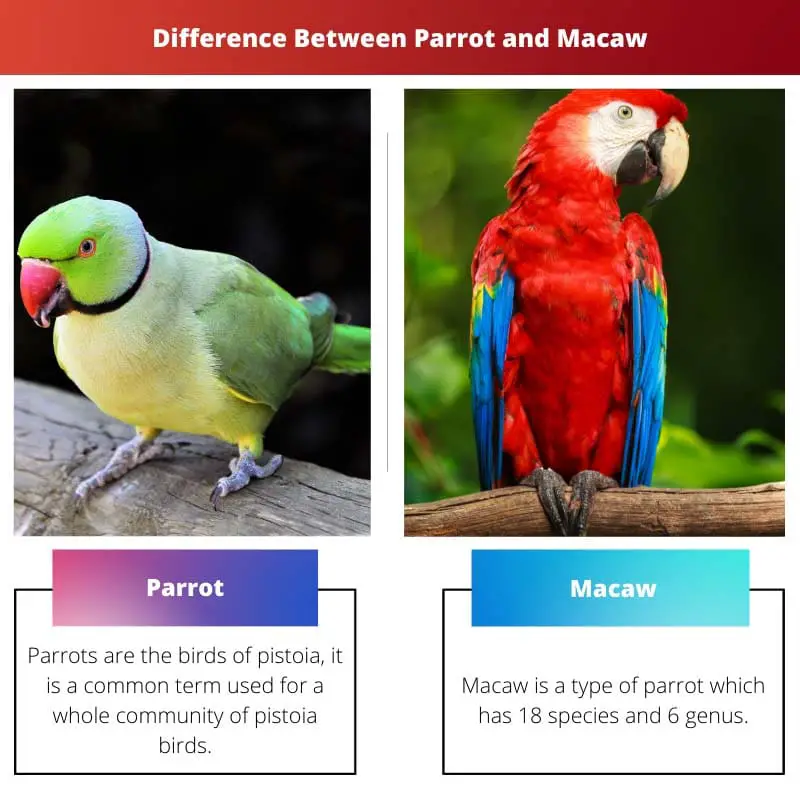 Разница между попугаем и ара