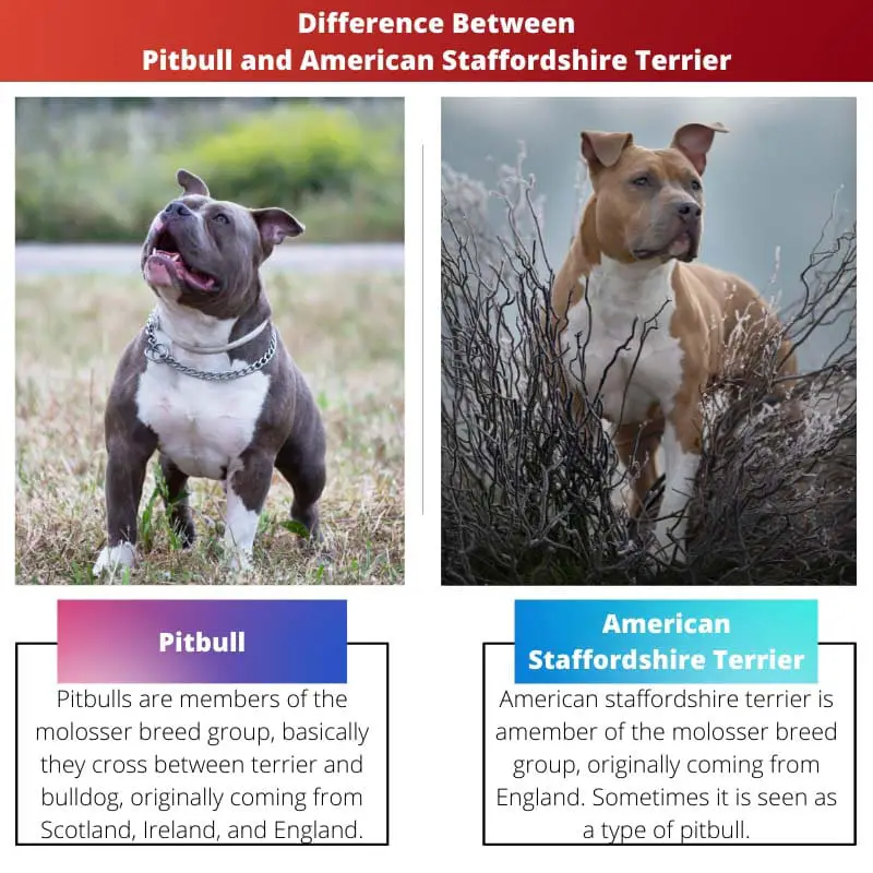 Difference Between Pitbull and American Staffordshire Terrier