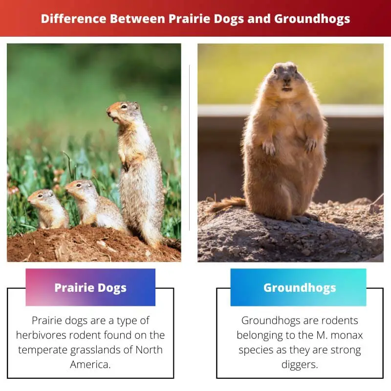 Diferença entre cães da pradaria e marmotas