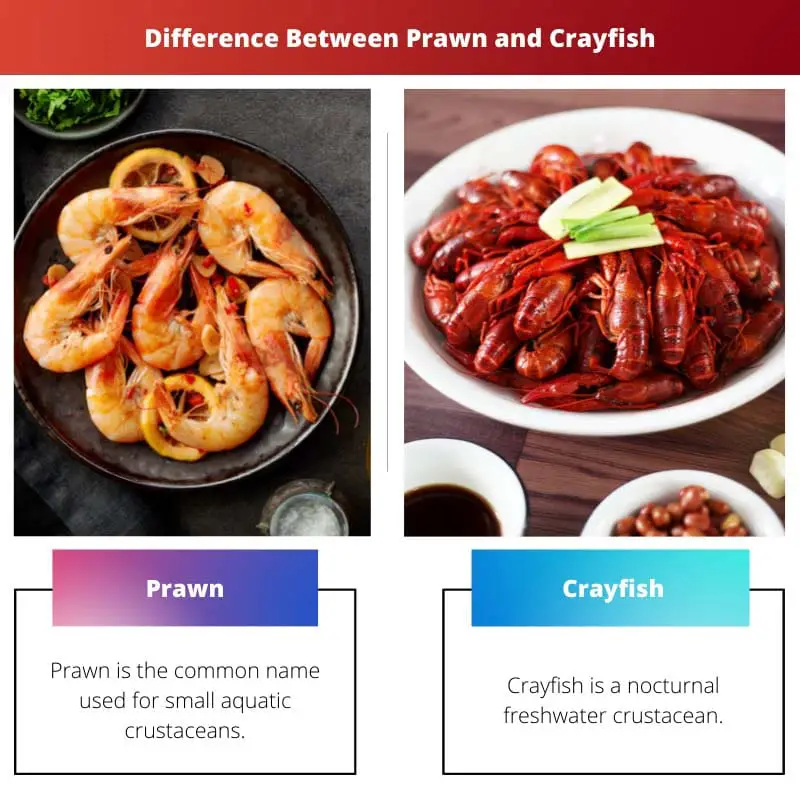 Difference Between Prawn and Crayfish