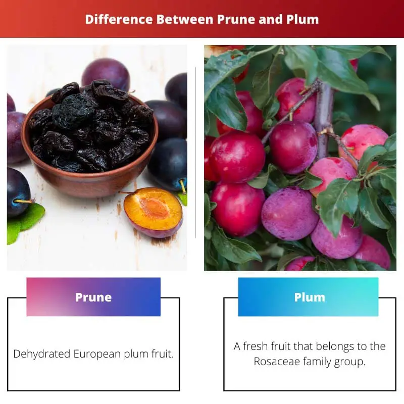 Difference Between Prune and Plum