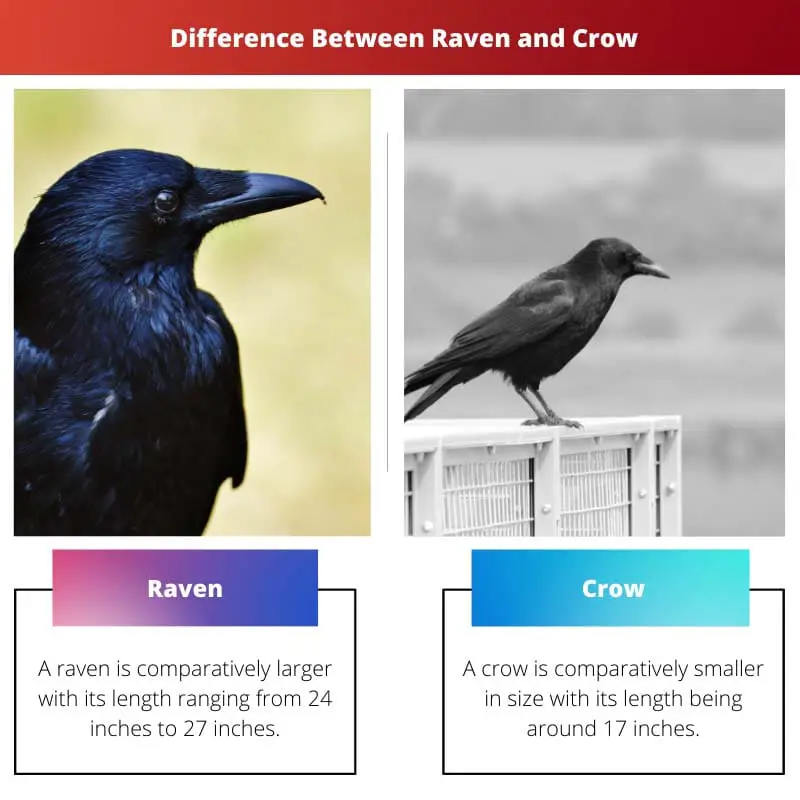 Différence entre corbeau et corbeau