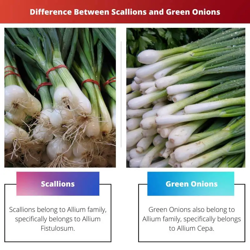 Difference Between Scallions and Green Onions