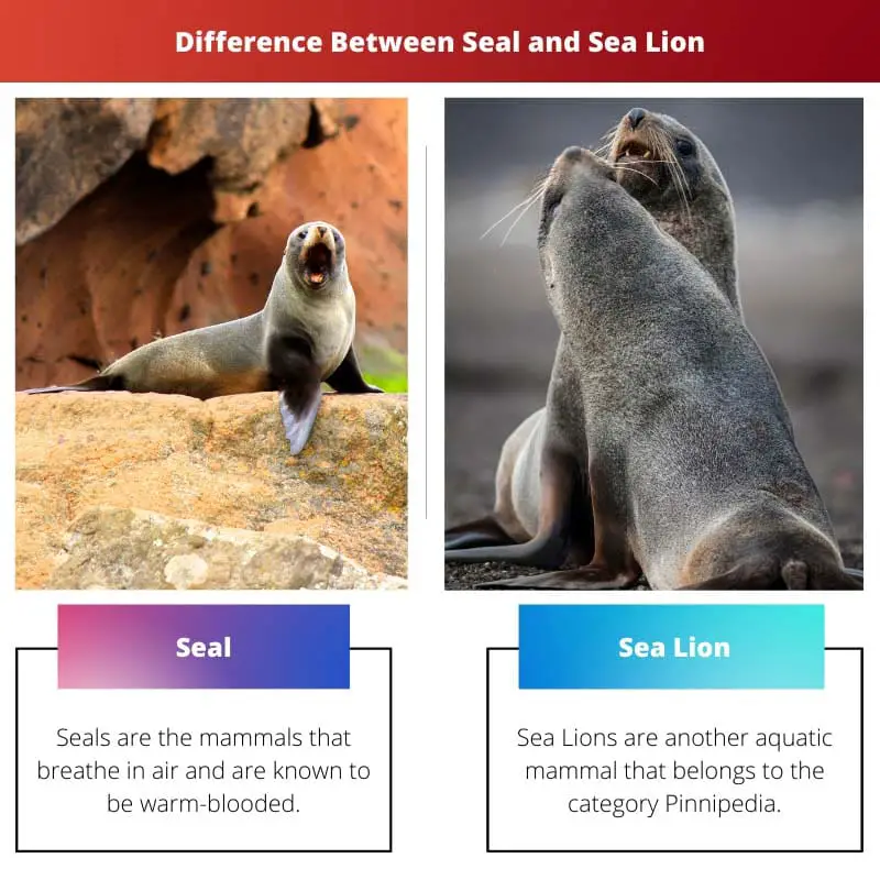 Difference Between Seal and Sea Lion