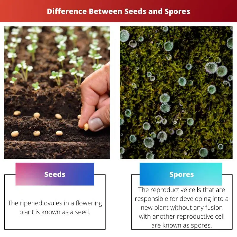 Razlika između sjemena i spora