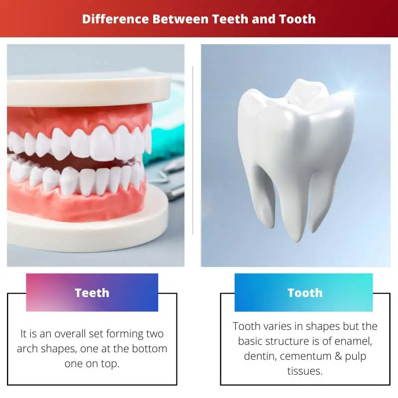 Difference Between Teeth and Tooth