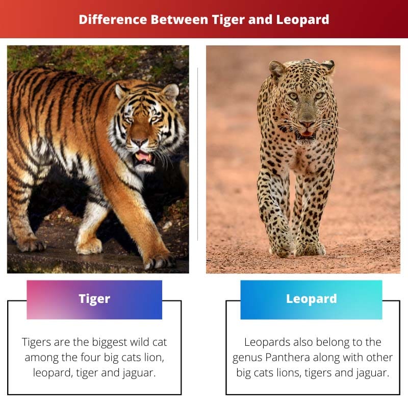 Difference Between Tiger and Leopard