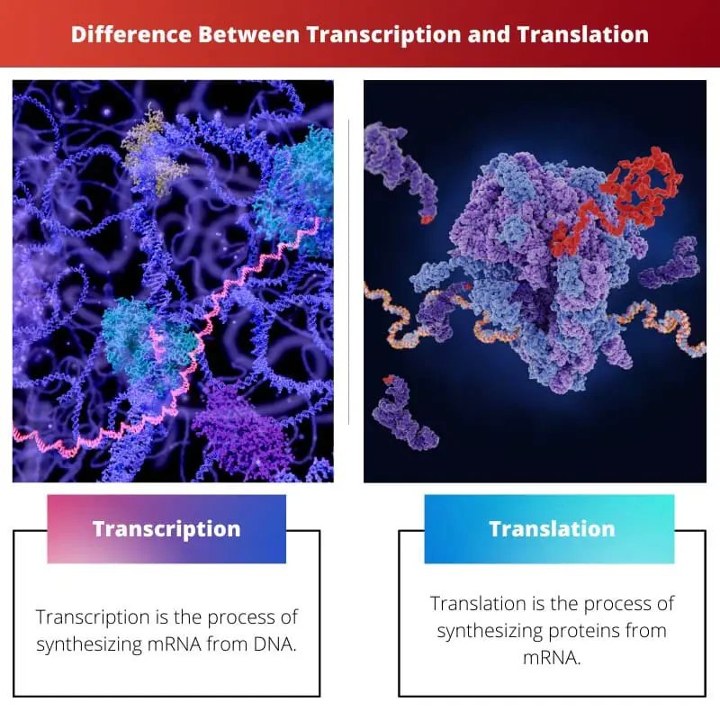 Difference Between Transcription and Translation