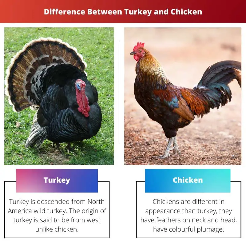 Perbedaan Antara Kalkun dan Ayam