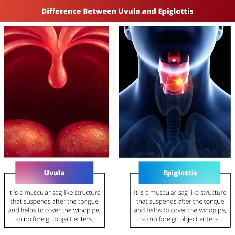 Difference Between Uvula and Epiglottis