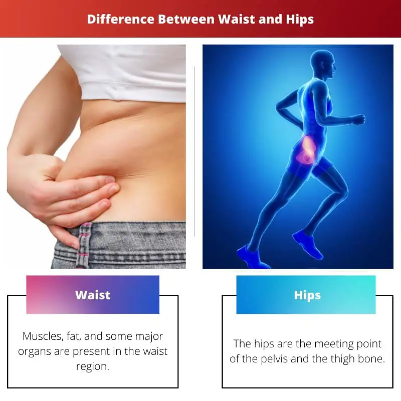 Difference Between Waist and Hips