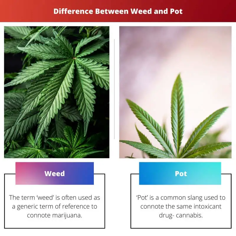 Sự khác biệt giữa Weed và Pot