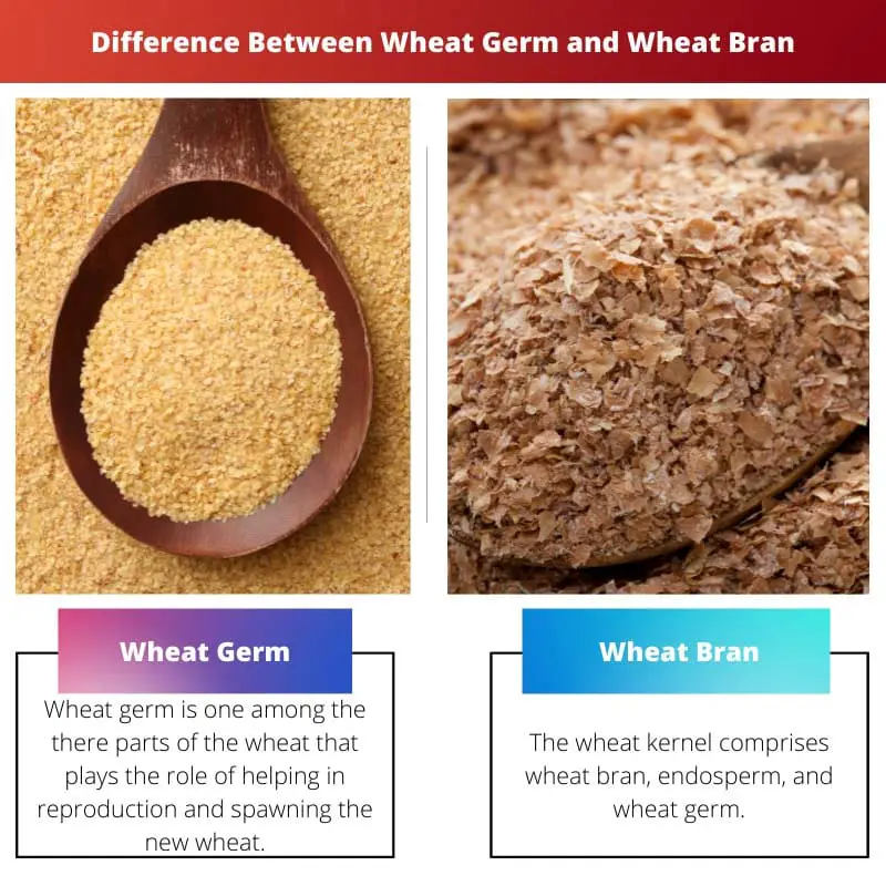 Difference Between Wheat Germ and Wheat Bran