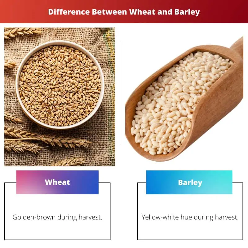 Разница между пшеницей и ячменем