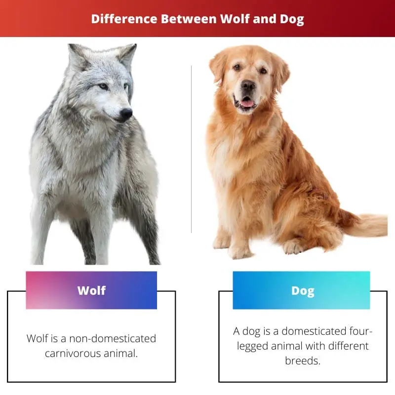 Difference Between Wolf and Dog