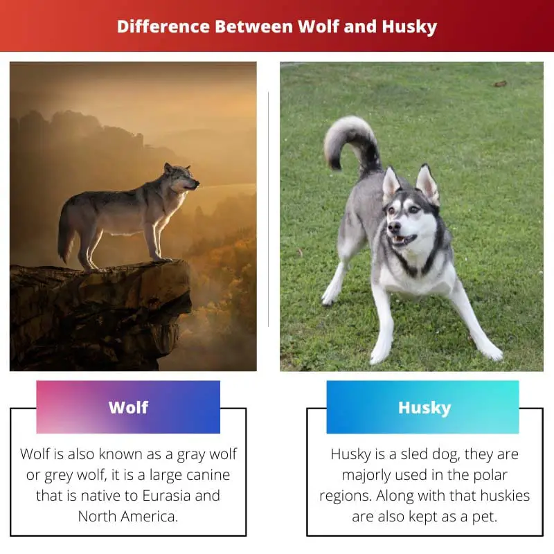 Difference Between Wolf and Husky