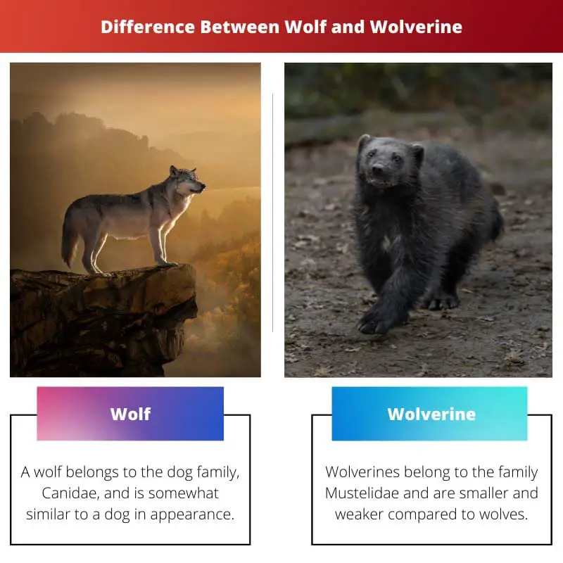 Difference Between Wolf and Wolverine