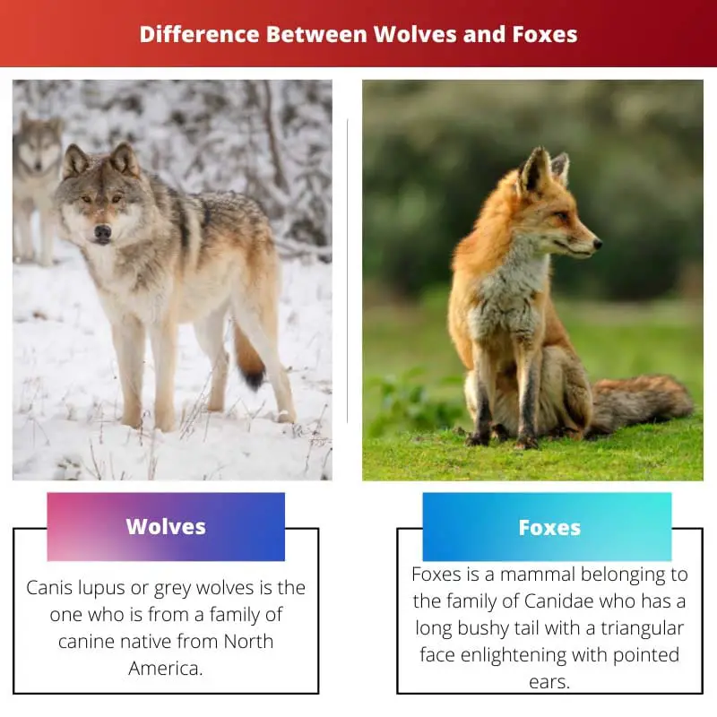 Differenza tra lupi e