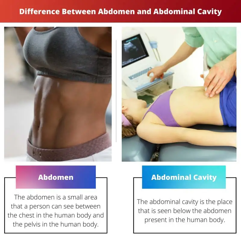 Difference Between Abdomen and Abdominal Cavity