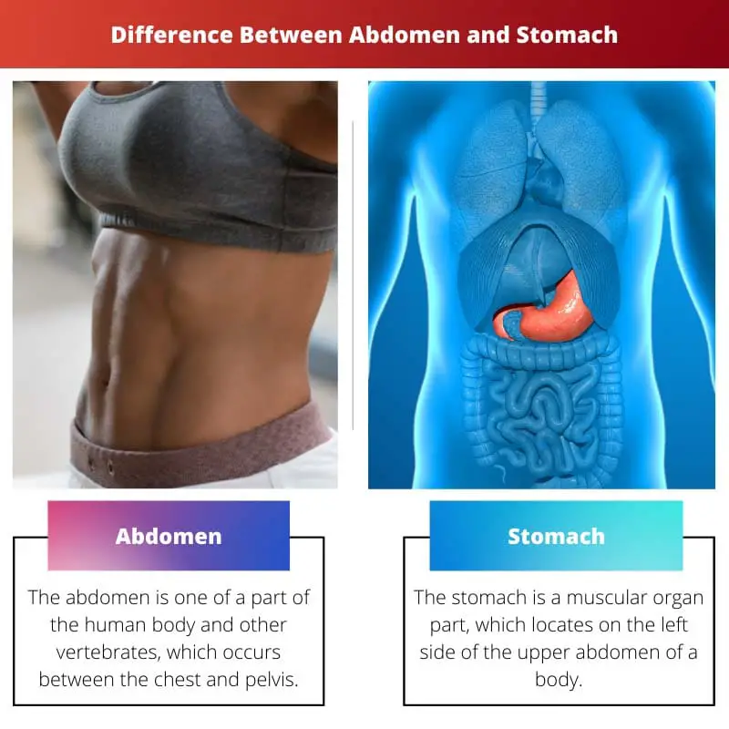 Difference Between Abdomen and Stomach