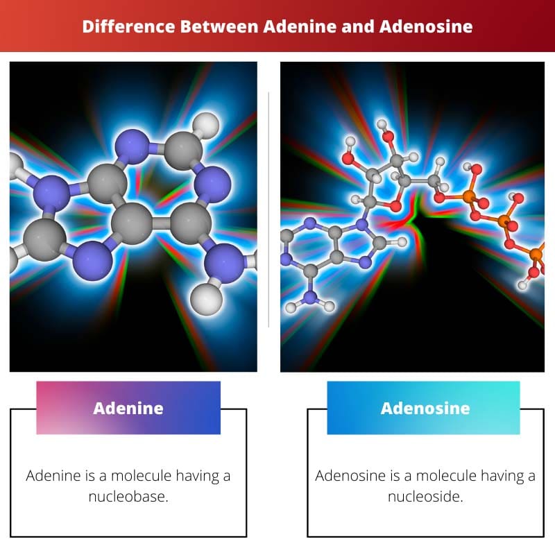 Rozdíl mezi adeninem a adenosinem