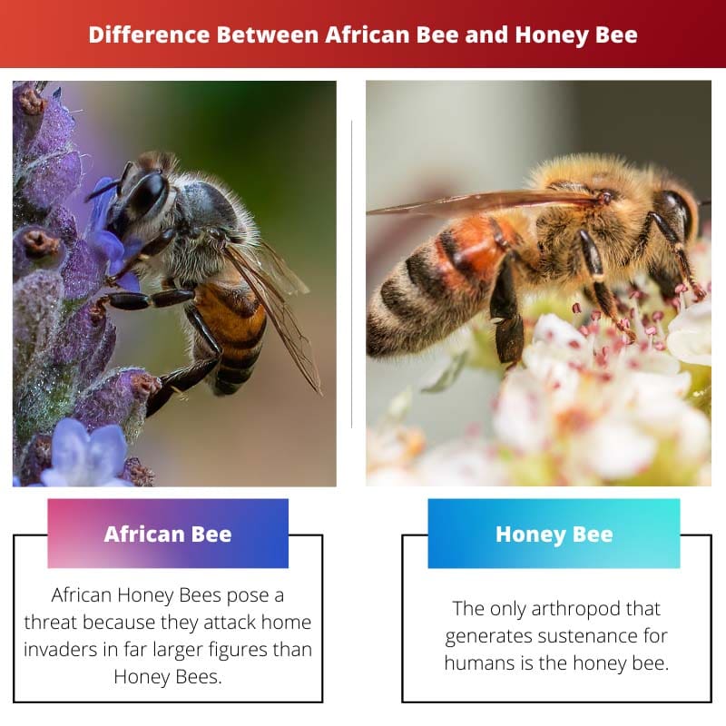 Difference Between African Bee and Honey Bee