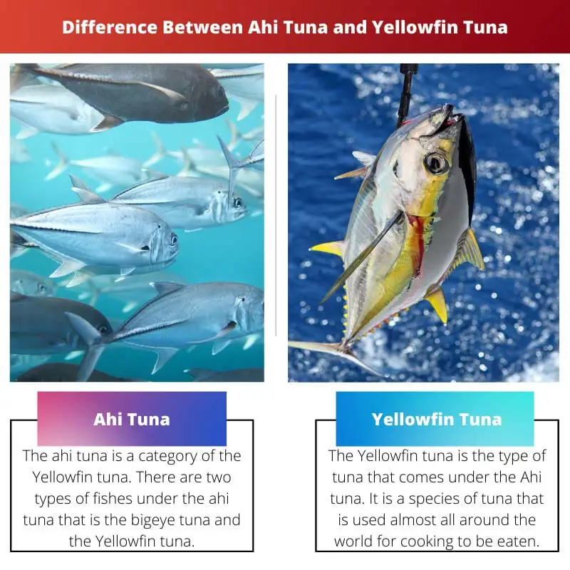 Rozdíl mezi tuňákem Ahi a tuňákem žlutoploutvým