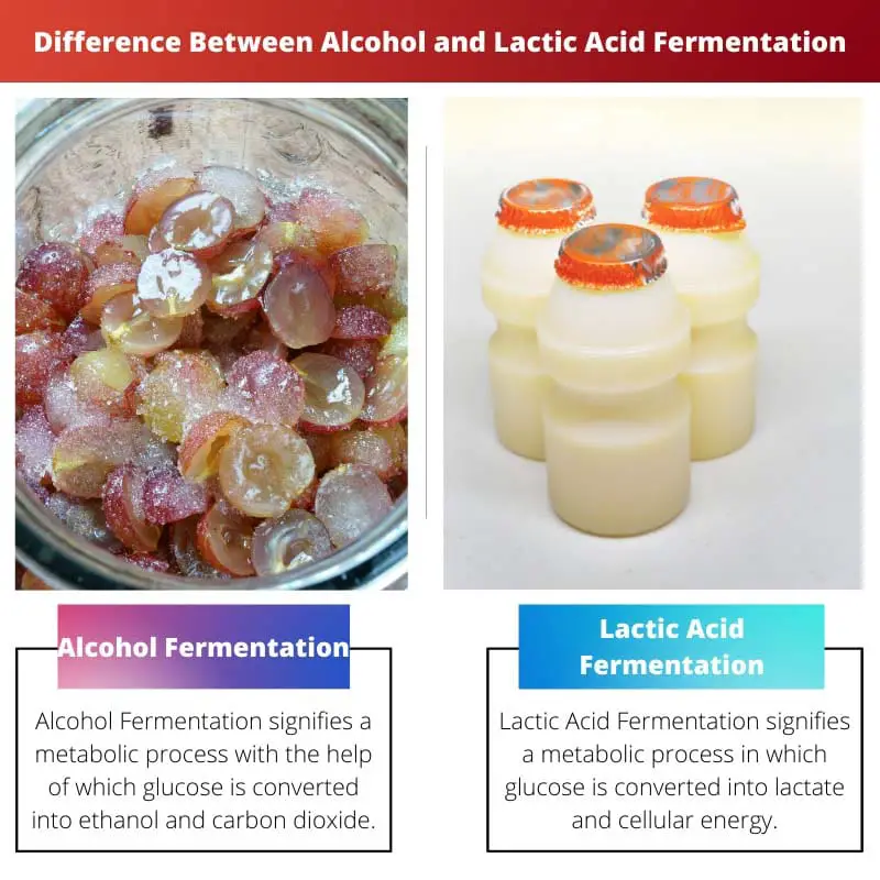 Razlika između alkoholne i mliječno-kisele fermentacije