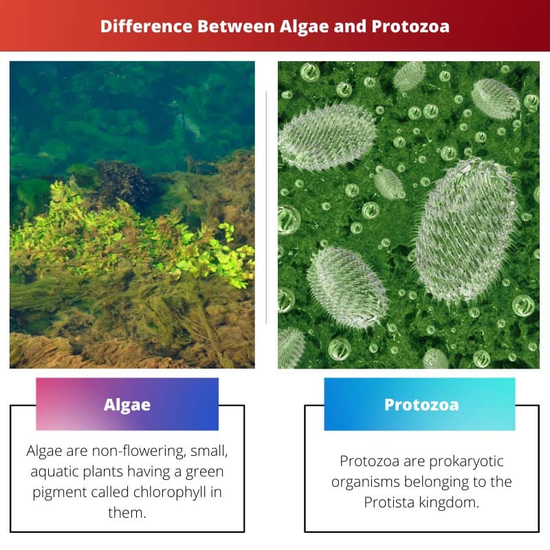 Diferença entre algas e protozoários
