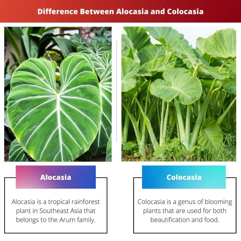 Diferença entre Alocasia e Colocasia