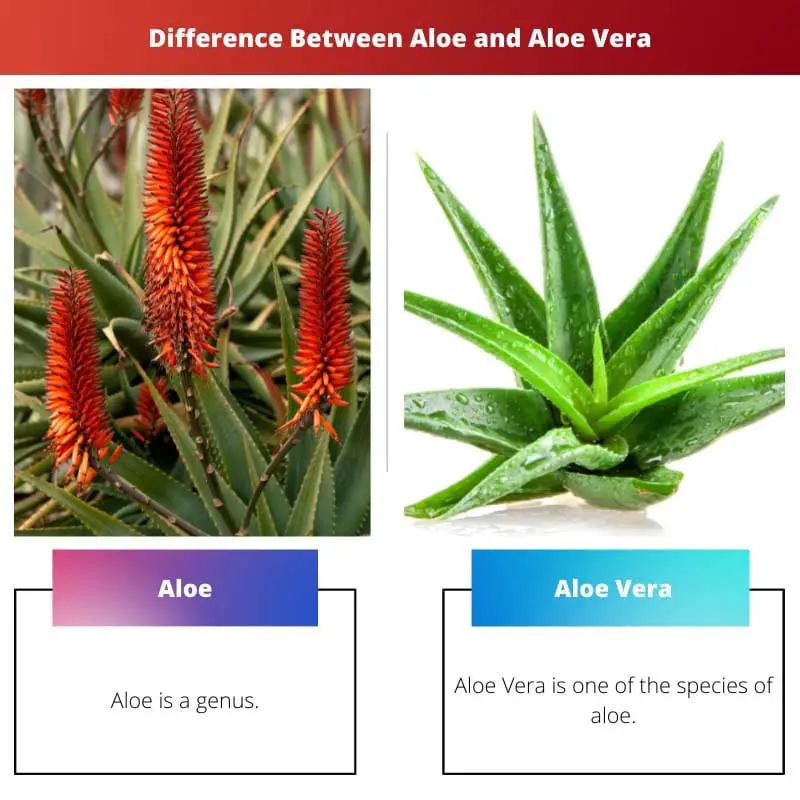 Unterschied zwischen Aloe und Aloe Vera