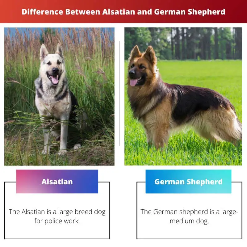 Diferencia entre pastor alsaciano y alemán