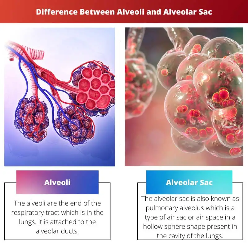 Difference Between Alveoli and Alveolar Sac