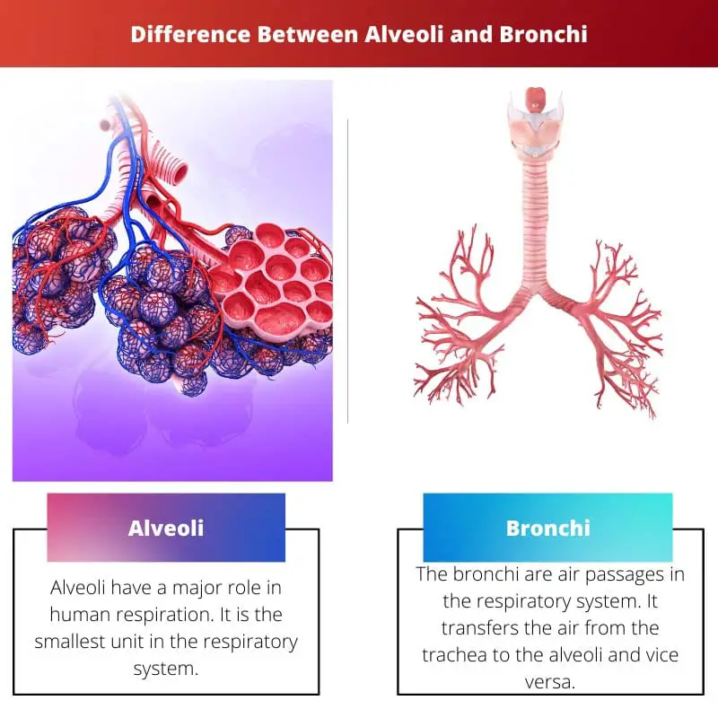 Différence entre les alvéoles et les bronches