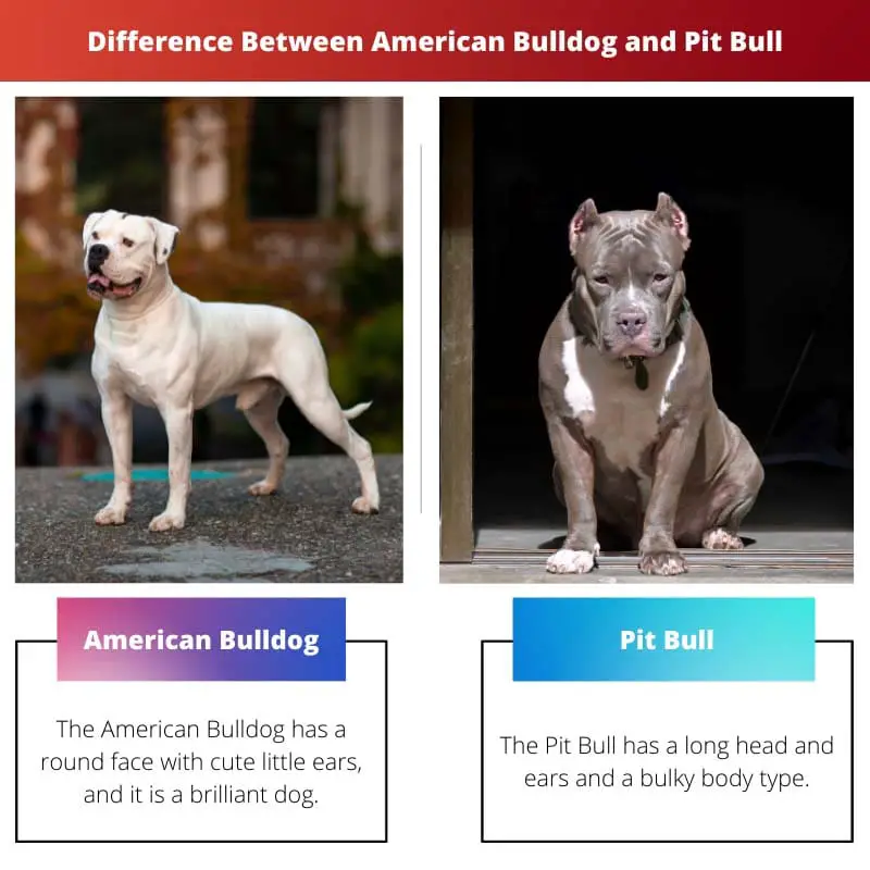 Atšķirība starp amerikāņu buldogu un pitbullu