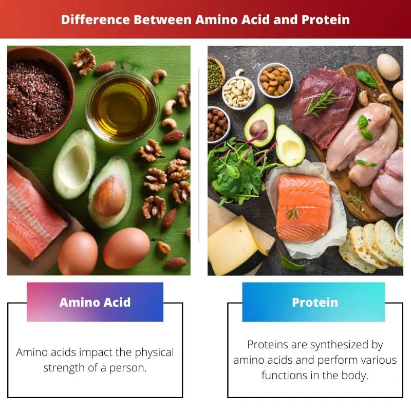 Difference Between Amino Acid and Protein