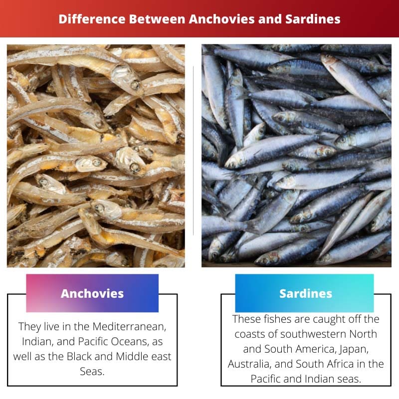 Différence entre les anchois et les sardines