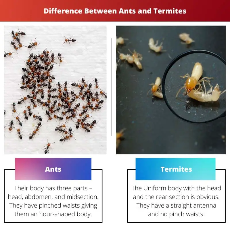 Verschil tussen mieren en termieten