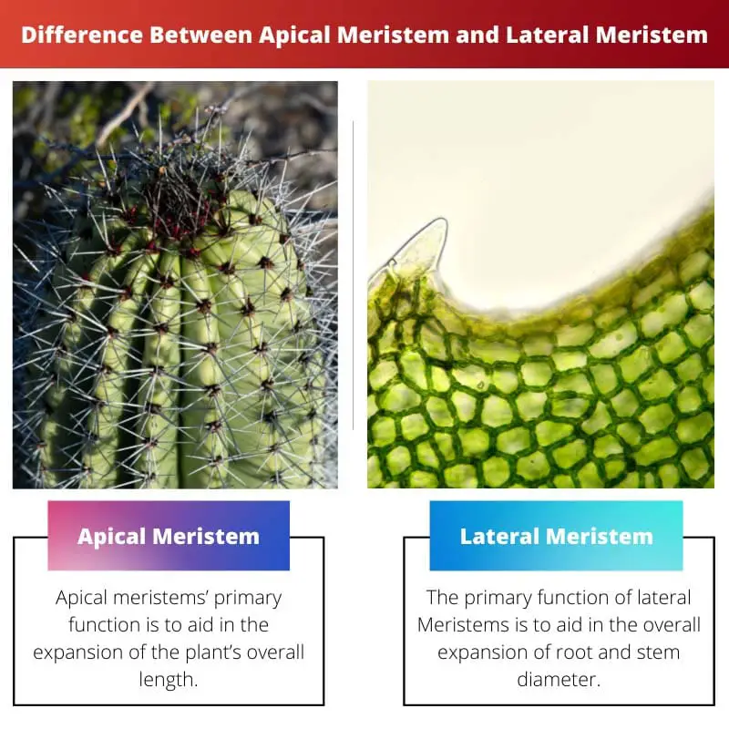 Rozdíl mezi apikálním meristémem a laterálním meristémem