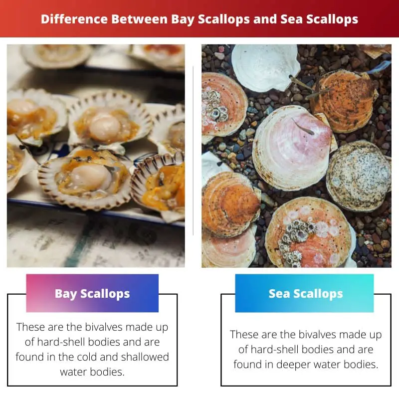 ความแตกต่างระหว่างหอยเชลล์เบย์กับหอยเชลล์ทะเล