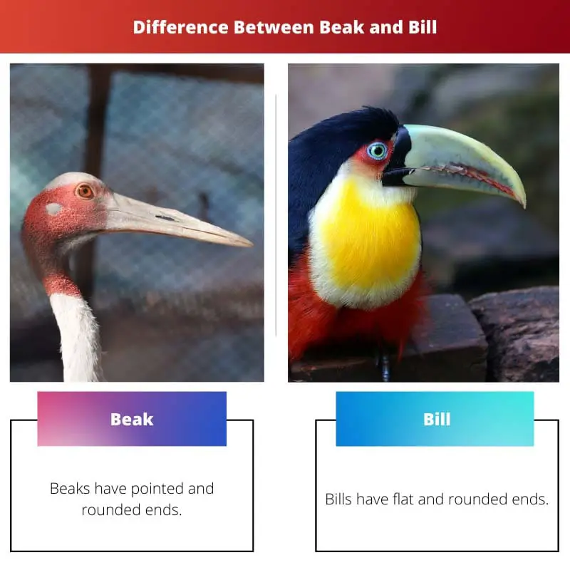 Forskellen mellem Beak og Bill