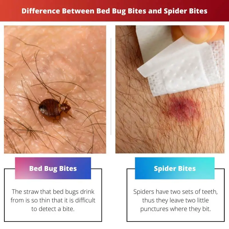 Atšķirība starp gultas kukaiņu kodumiem un zirnekļa kodumiem