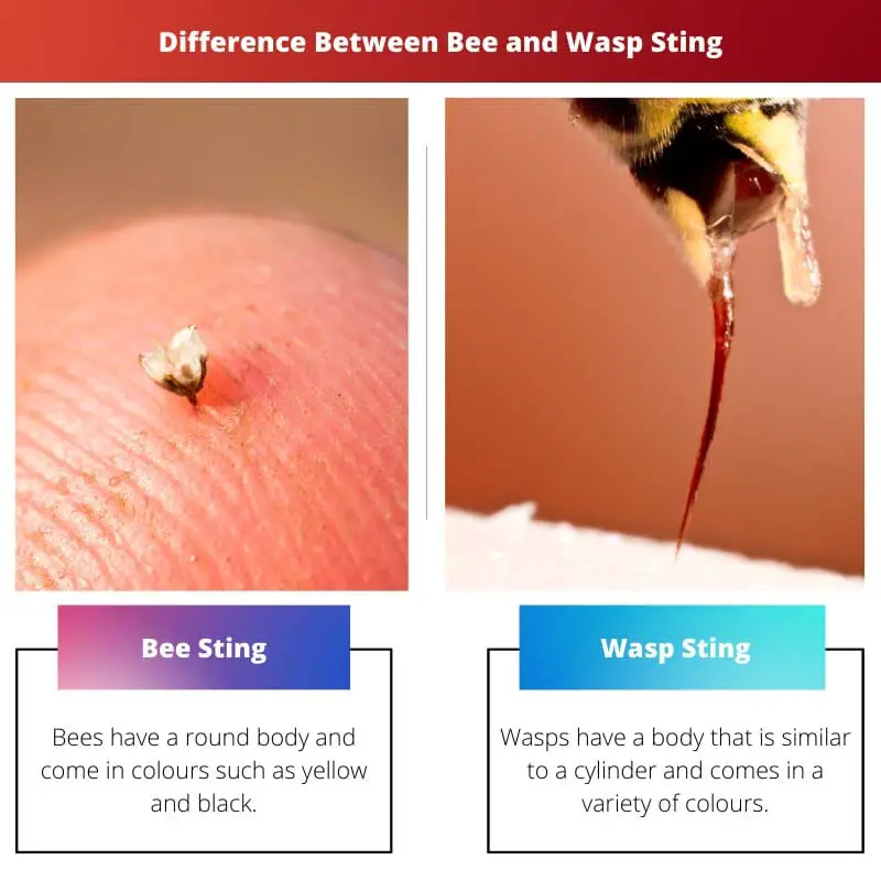 Разница между укусом пчелы и осы
