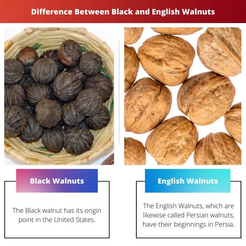 Разница между черными и английскими грецкими орехами